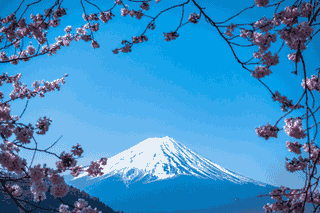Cherry blossoms frame a view toward Mount Fuji.