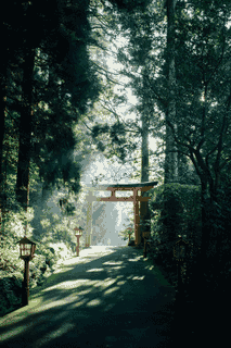 Sunlight reaches a red torii gate along a shaded forest path.